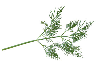 beautiful fresh dill greens, isolate on a white background , concept of a healthy diet, snack, organic food, healthy eating