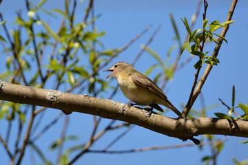 Warbling Vireo bird singing in tree