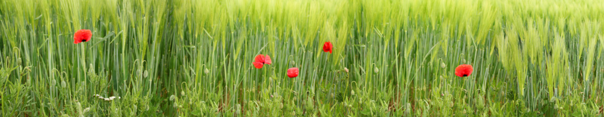 Obraz premium panorama of a long green meadow, fields with red poppy flower, agricultural concept, growing crop, environmentally friendly plants, weeds