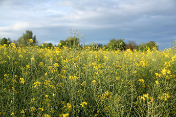 blooming green fields with bright rapeseed flowers, blue sky, natural landscape, concept of beauty of nature, ecology, environment, agricultural, background for designer