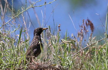 Common Starling in spring, Sturnus vulgaris