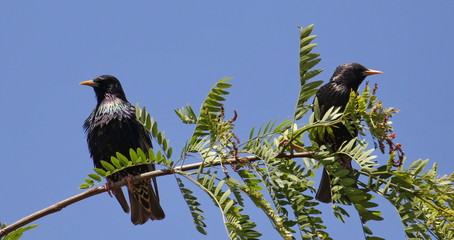 Common Starling in spring, Sturnus vulgaris