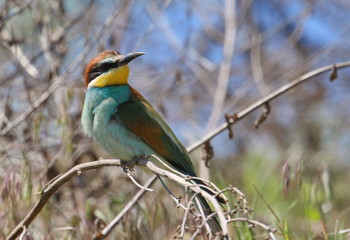 European bee-eater on branch, Merops apiaster