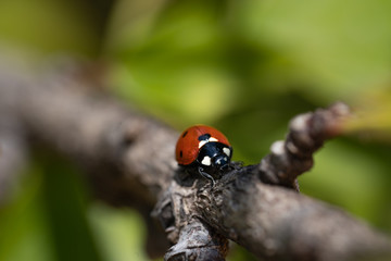 macro photography of lady bug on a tree, nature