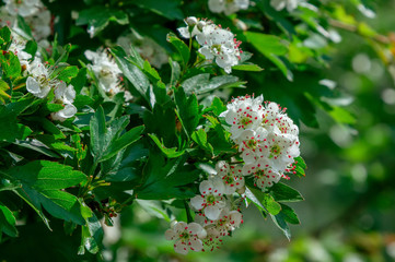 Close up beautiful blooming hawthorn tree branches with white flowers. Spring nature. 