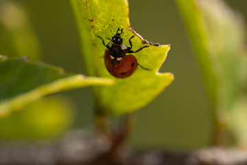 macro photography of lady bug on a tree, nature