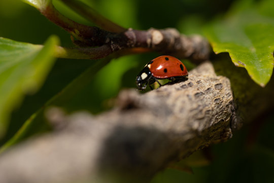 Macro Photography Of Lady Bug On A Tree, Nature