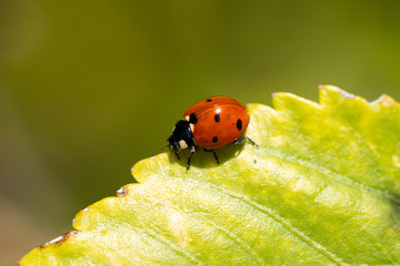 macro photography of lady bug on a tree, nature