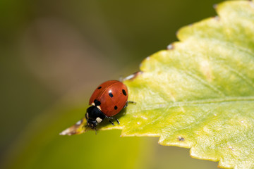 Naklejka premium macro photography of lady bug on a tree, nature