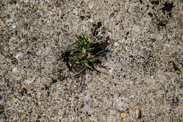 grans on concrete