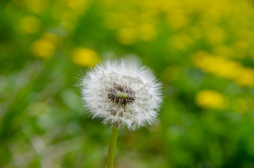 dandelion with blured green field in the background