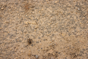 Close up of a beetle crawling along a rocky path