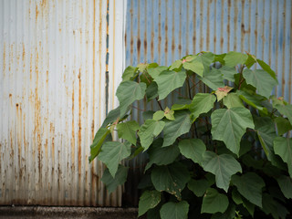 さびたトタンの外壁と野草