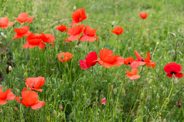 Fototapeta na wymiar Red poppy flowers wild field seasonal may spring flowerscape