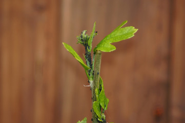 Blattläuse an einem Hibskus Eibisch Strauch