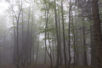 Obraz premium Foggy tree silhouette forest wild nature landscape