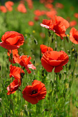 A blooming meadow in Bavaria with red wild poppies in the sunshine in portrait format