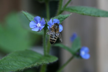 Bee on flower