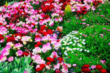 Yokohama Japan colorful Flower Garden