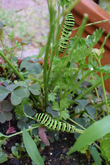 キアゲハの幼虫