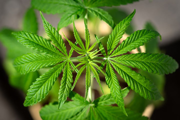 Cannabis leaves on dark black background. Legal medical cannabis green plant in flower pot. Hemp oil and cosmetics, medical marijuana, alternative remedy concept. CBD. Top view, selective focus