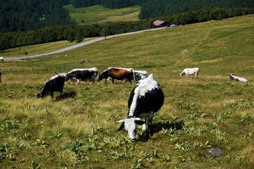 Fototapeta premium Herd of Vosges cattle grazing on mountain pasture