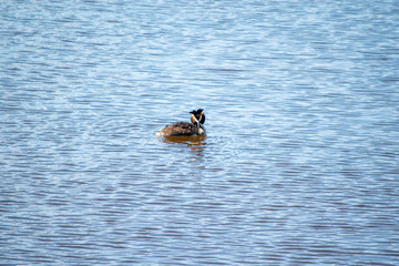 Fototapeta premium Nature