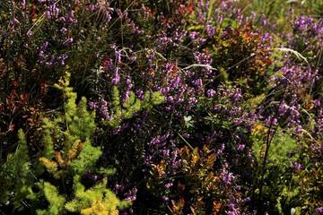 Common heather Calluna spotted on a meadow on the flanks of Hohneck mountain