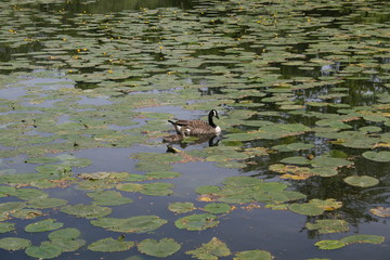Adult and baby Canadian Geese