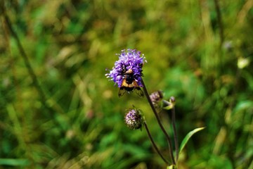 Hoverfly spotted on blossom of Scabiosa flower