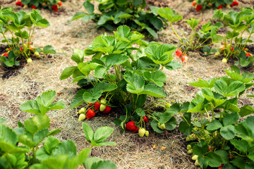 Fresh ripe red strawberry. Bush grow in the garden. Bio. Without chemistry and nitrates