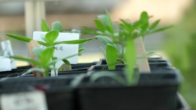 Multiple seedlings in a row of pots growing in a greenhouse. Zinnia and Sungold tomato seedling in pots 