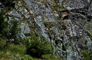 Chamois goat-antelope in front of a rock wall in the Grand Est region