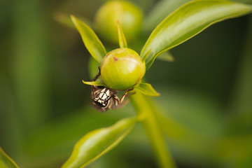 bald faced hornet on flower bud face 