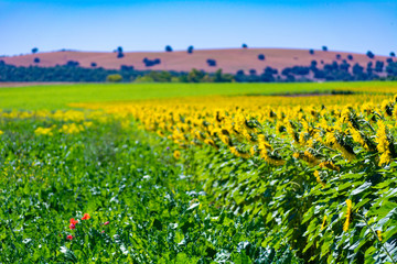 Campo de girasoles