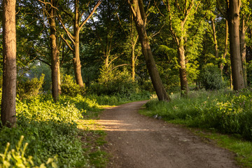 Walking path in Eersel, The Netherlands surrounded by trees and greenery. Shot on a sunny day during sunset creating an idyllic scenery in Brabant