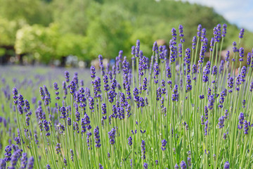 lavender farm in early summer 