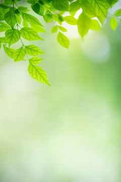 Fototapeta Nature of green leaf in garden at summer. Natural green leaves plants using as spring background cover page greenery environment ecology wallpaper