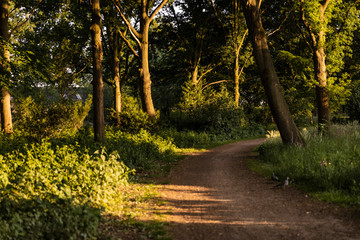 A walking path in Eersel, The Netherlands surrounded by trees and greenery. Shot on a sunny day during sunset creating an idyllic scenery. Brabant