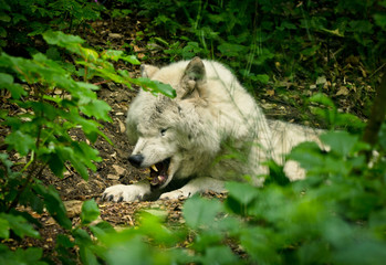 A beautiful white wolf with a warm pelt is dangerous snarling his teeth