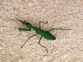 Cute, funny looking mantis, posing on the wet sand.