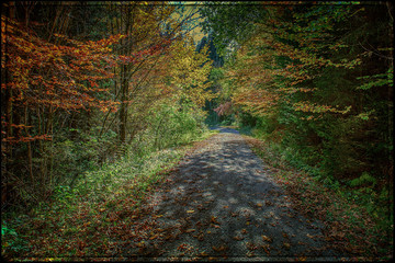 A trail through a Bavarian forest in the autumn