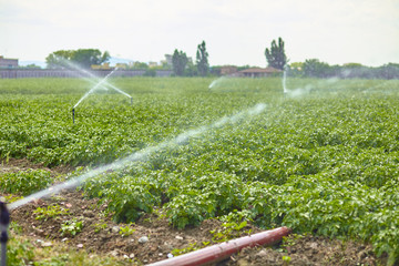 Potato field landscape with irrigation sprinkler watering the plants. Great for agriculture...