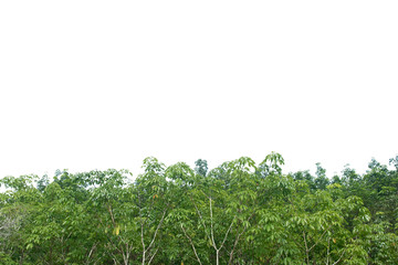 Top view tropical tree branches isolated on white background with clipping path