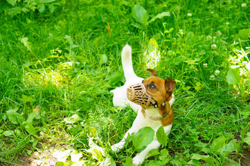 Dog Jack Russell Terrier walks on the green grass. A domestic dog walks on the grass. The dog lies on the grass in a muzzle.