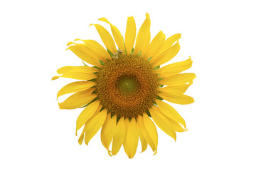 Fototapeta premium Sunflower Isolated on white background with clipping path.