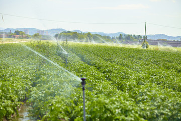 Potato field landscape with irrigation sprinkler watering the plants. Great for agriculture publication.