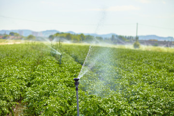 Potato field landscape with irrigation sprinkler watering the plants. Great for agriculture...