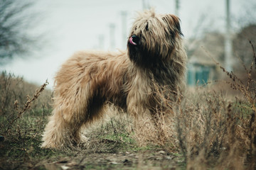 big shaggy dog on the street