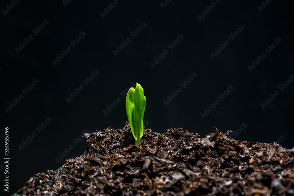 Wall mural Little plant growing on soil with sunlight